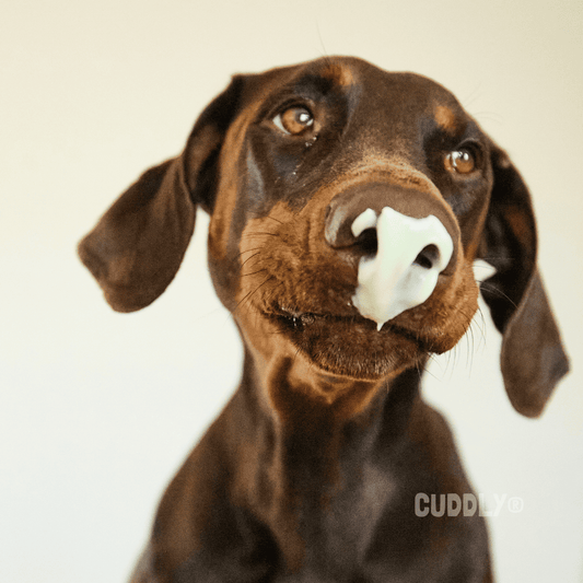 YowUp! Helado Hot Dog 110 g para perros