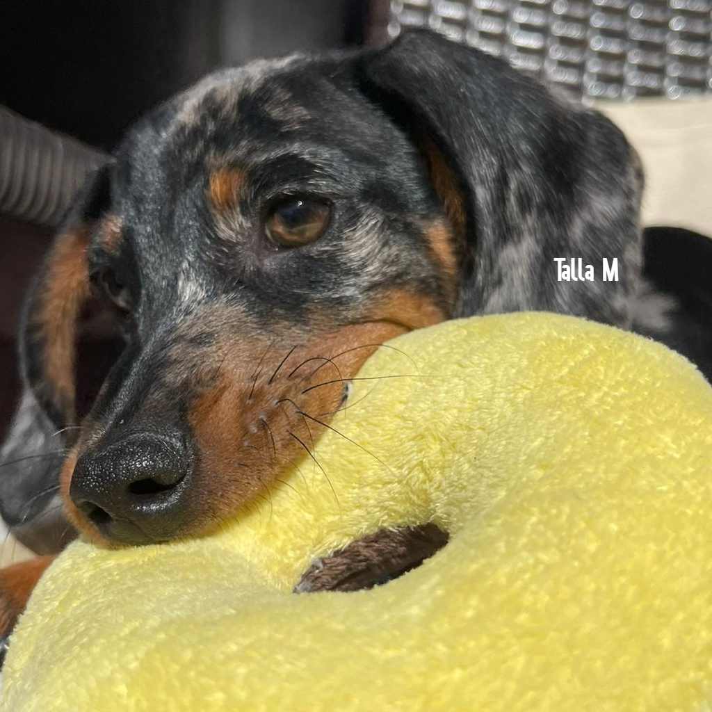 GLORIA Dognut peluche para perros