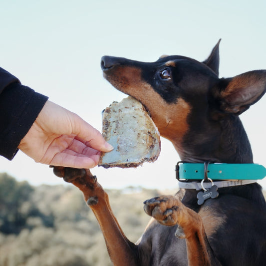 FLAMINGO Costilla Natural de Búfalo 2 unidades (12cm) 120 g para perros