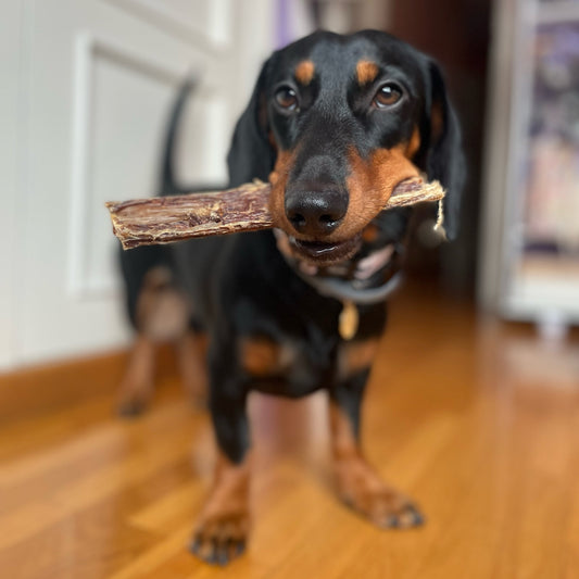 FLAMINGO Esófago Plano Búfalo 6 unidades (aprox) 100 g para perros