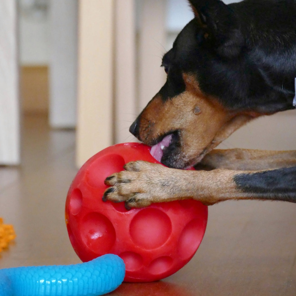GLORIA SnackBall Dispensador Comida