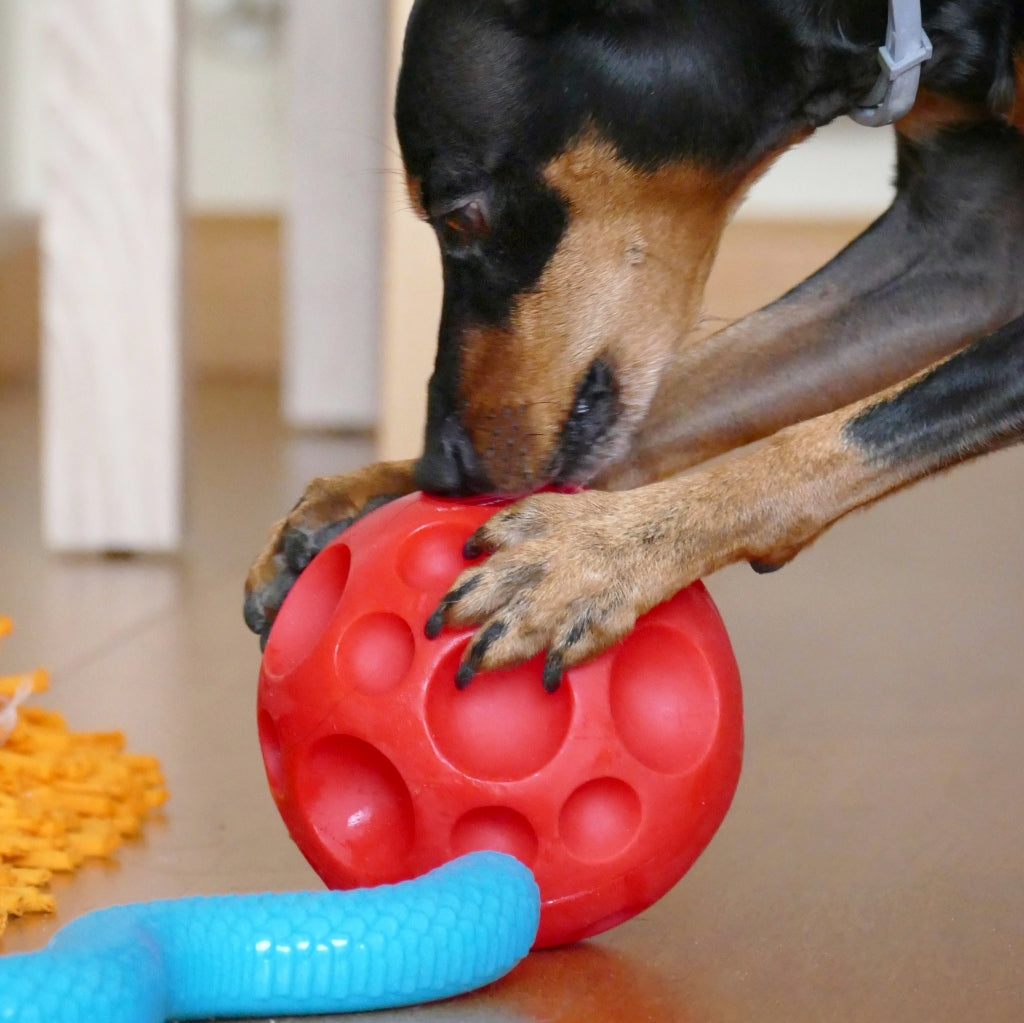 GLORIA SnackBall Dispensador Comida
