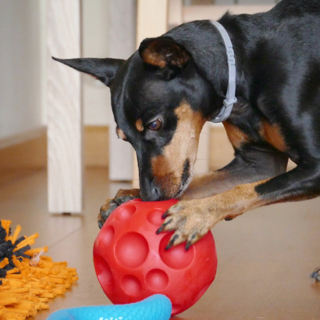 GLORIA SnackBall Dispensador Comida