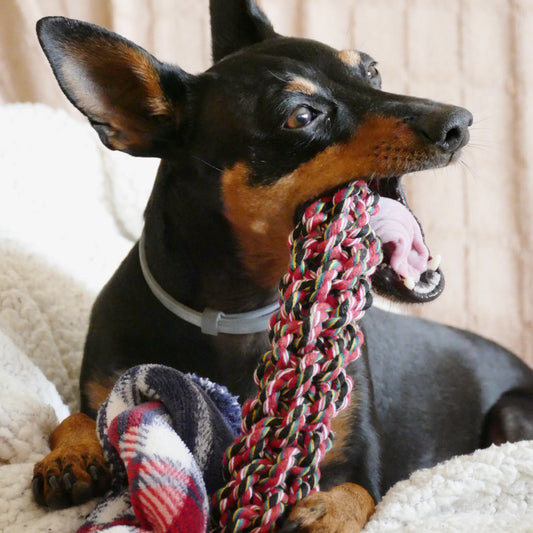 KARLIE Palo Tug! De Cuerda para perros