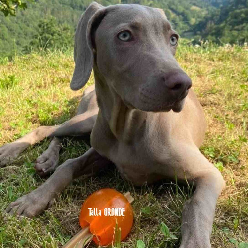 GLORIA Pelota perros TPR