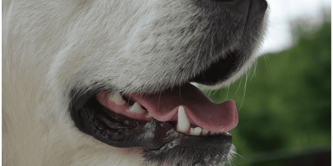 Mal aliento en perros: causas, soluciones y cómo prevenirlo