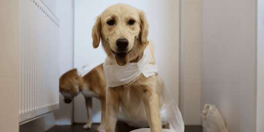 Infección de orina en perros: cómo detectarla a tiempo y evitar complicaciones