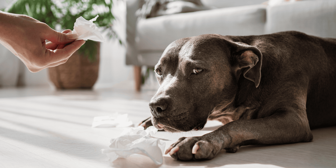 ¿Por qué vomita un perro? Causas comunes y cuándo acudir al veterinario