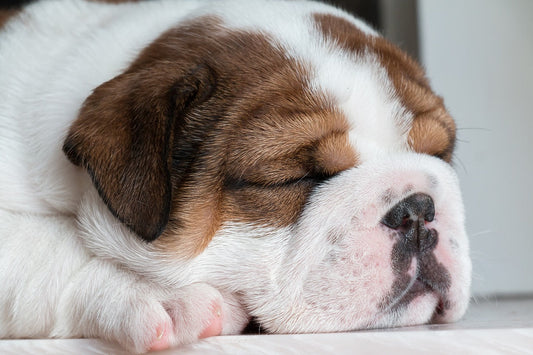 Los mejores juguetes para cachorros: desarrollo y diversión en cada mordisco