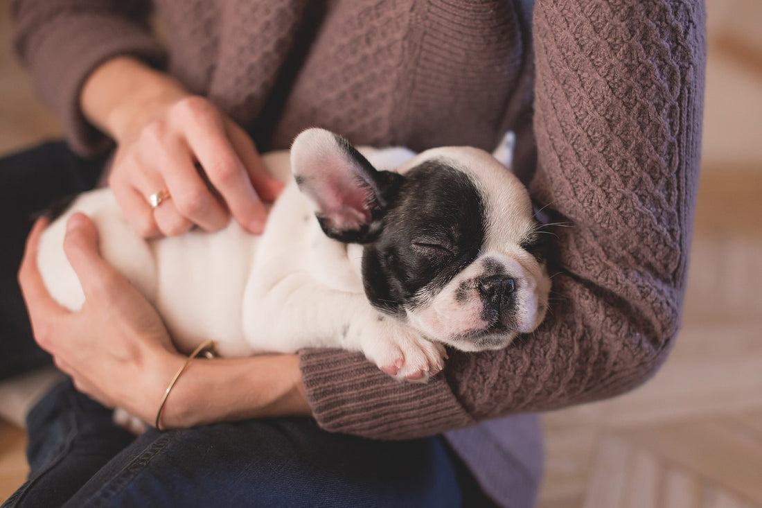 ¿Cómo introducir a un cachorro en casa? Preparación y primeros pasos para una transición suave