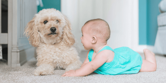 Bebé con perro: claves para una convivencia segura y amorosa