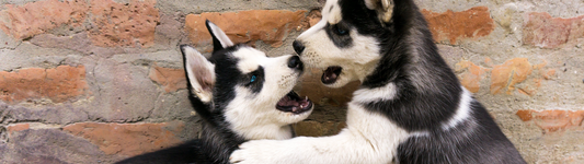 ¿Cuándo un perro se convierte en adulto?