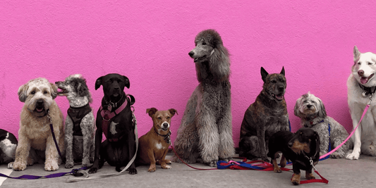 ¿Cuántos perros hay en España? Datos actualizados y claves sobre la población canina