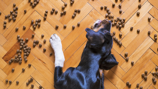 Tipos de alimentación para perros: ventajas y características