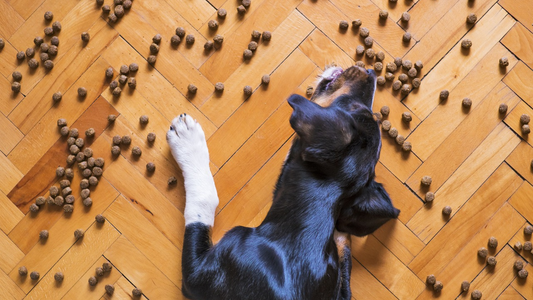 Tipos de alimentación para perros: elige la mejor opción para tu compañero