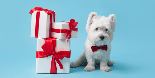 Regalos para perros: 11 ideas originales para acertar