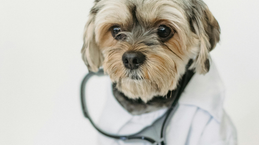 ¿Cómo fortalecer el sistema inmune de tu perro de forma natural?