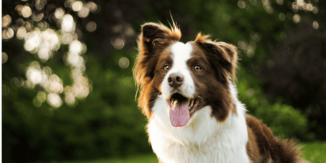¿Cuáles son los perros más inteligentes del mundo? 🧠🐶 Top 10 razas inteligentes