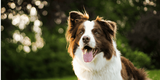 ¿Cuáles son los perros más inteligentes del mundo? 🧠🐶 Top 10 razas inteligentes