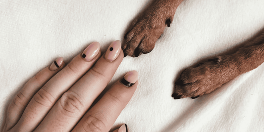 Cómo cortar las uñas a tu perro de forma fácil y segura