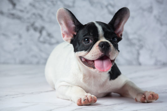 ¿Los perros se ríen? Cómo reconocer la felicidad de tu perro y fomentarla cada día.