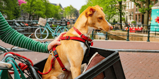 Tipos de arnés para perro: guía completa para cuidarlo mejor