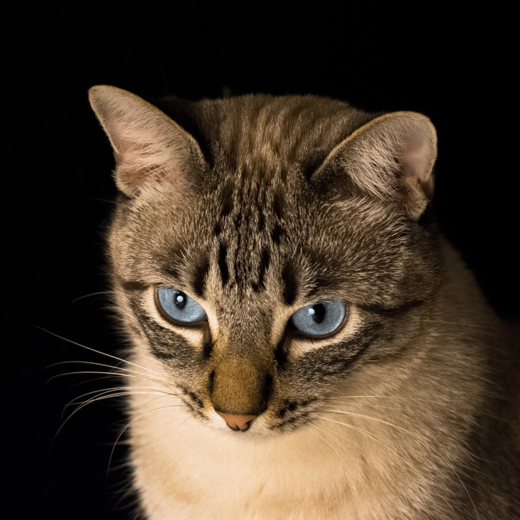 Colección ESPECIAL GATOS