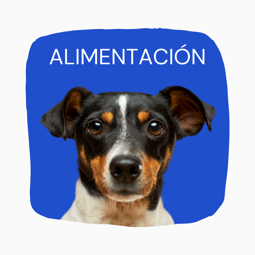 Alimentación para perros