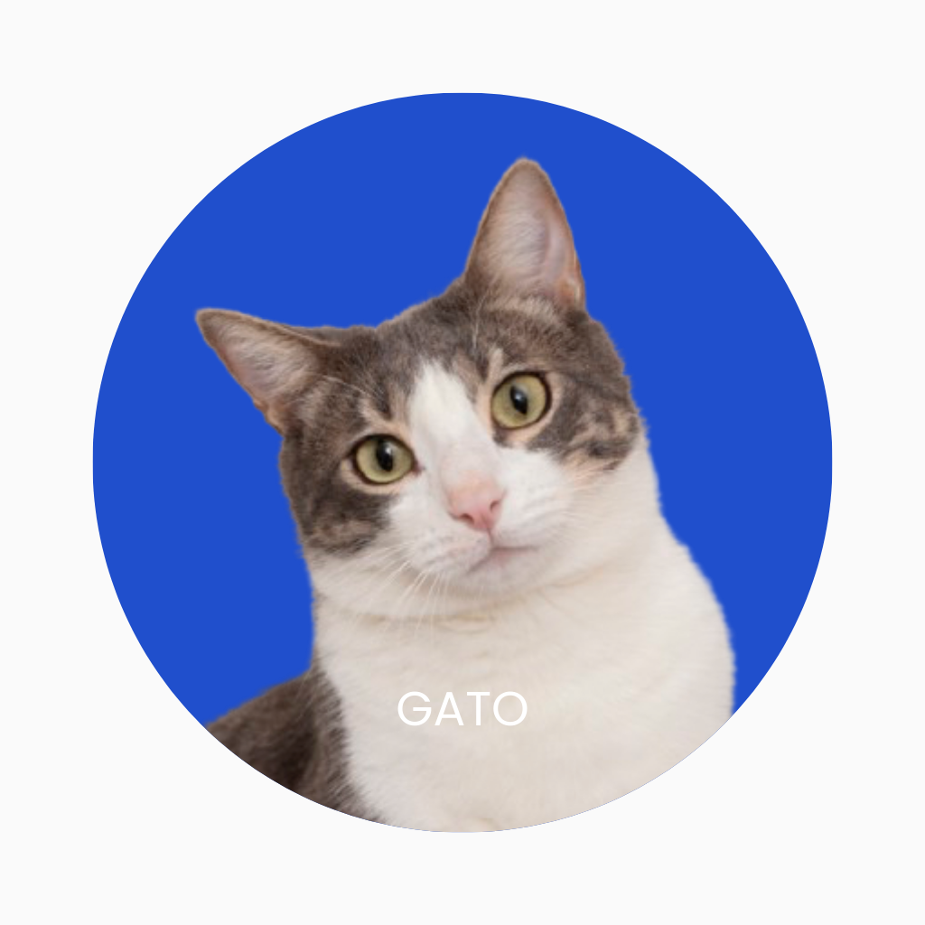 Productos naturales para gatos