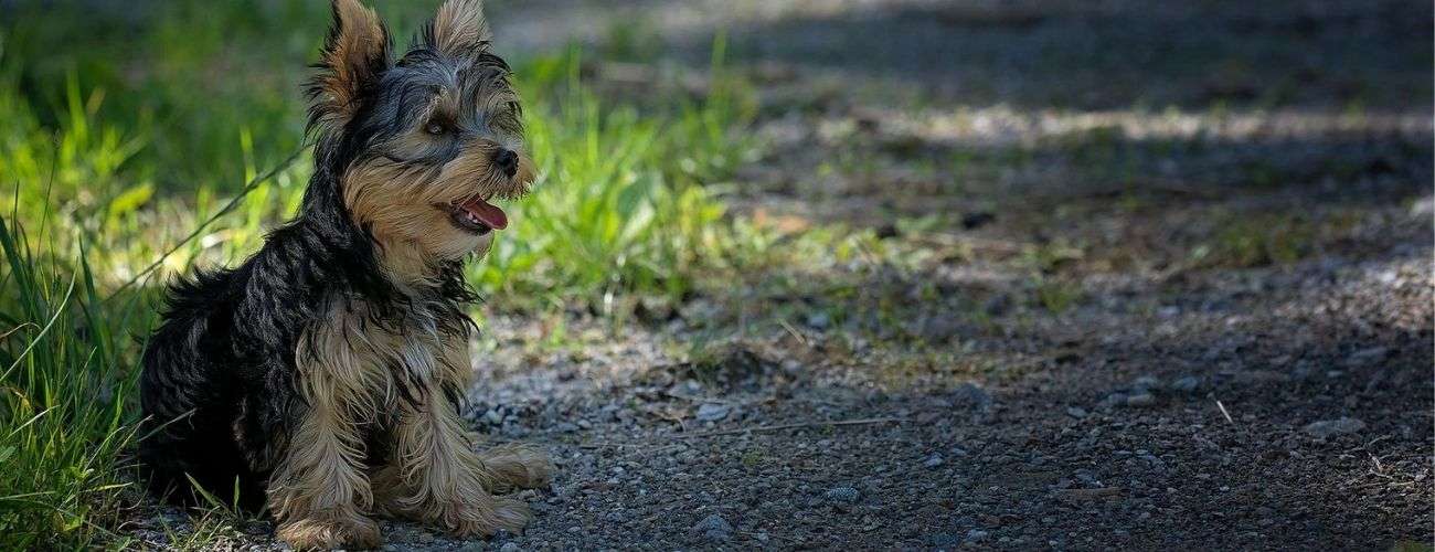 Perros Razas pequeñas