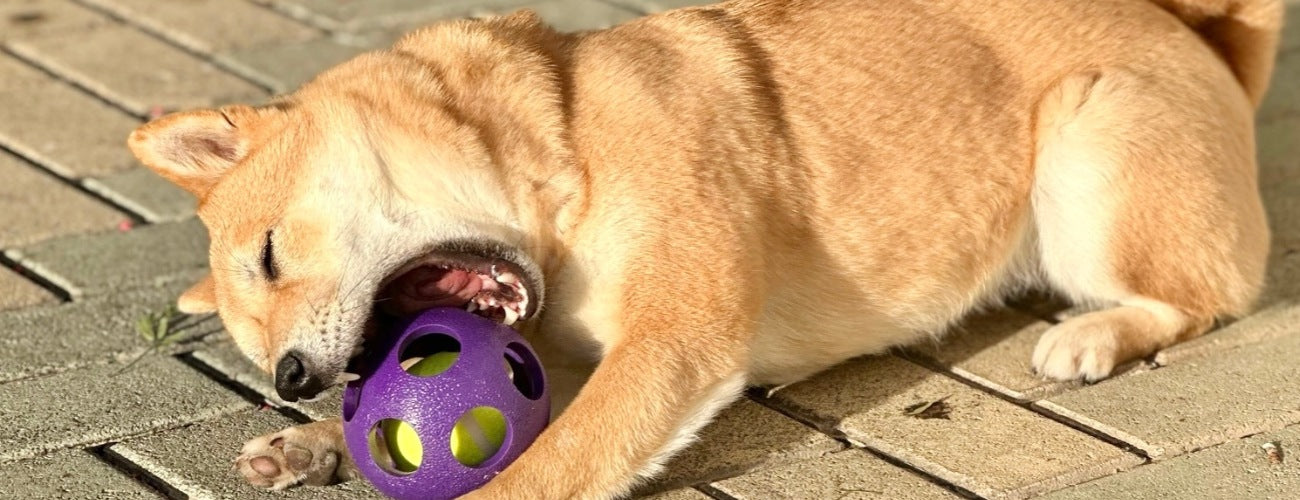 Juguetes para perros adultos