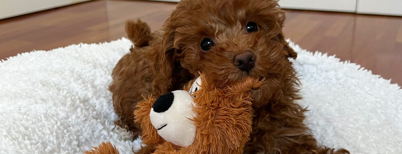Juguetes para cachorros