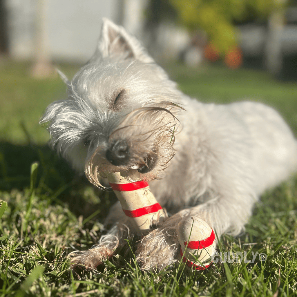 BEEZTEES Bastón de Caramelo Navidad Látex Rojo