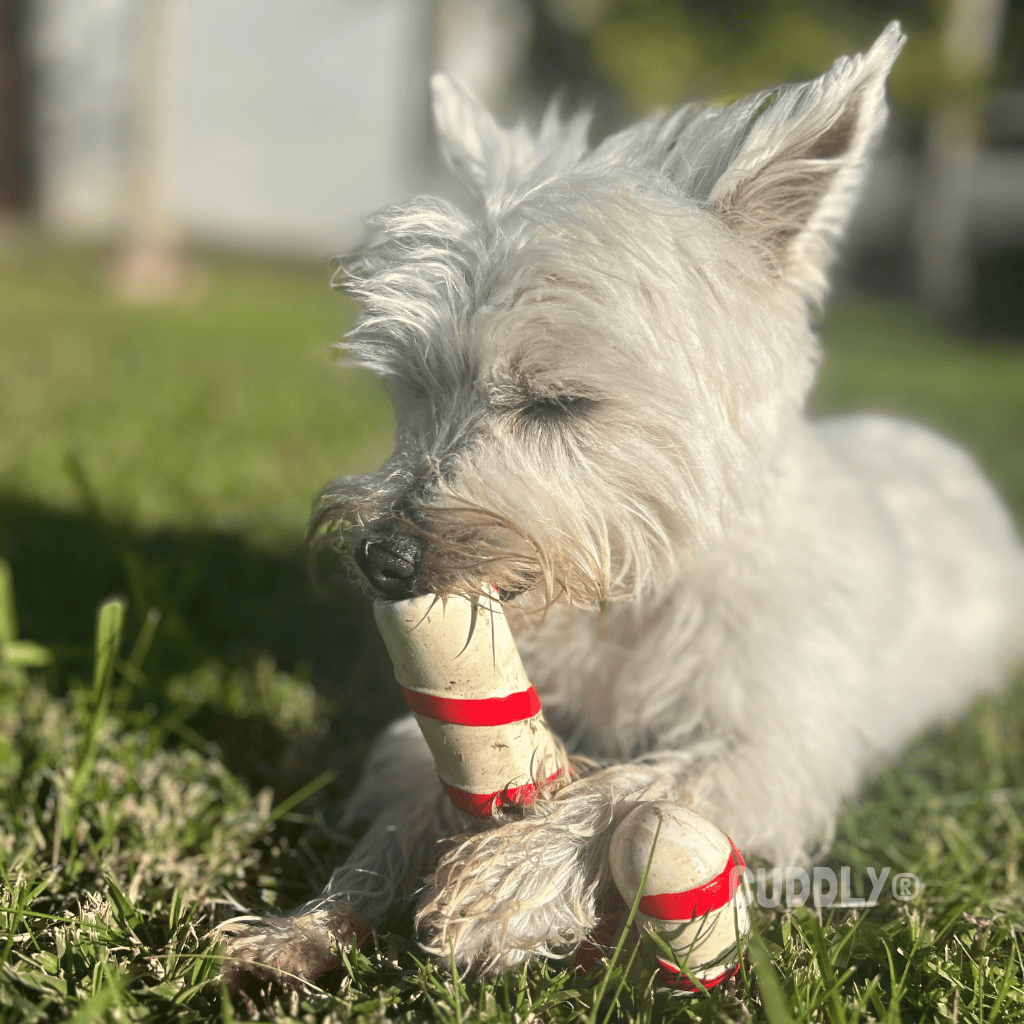 BEEZTEES Bastón de Caramelo Navidad Látex Rojo