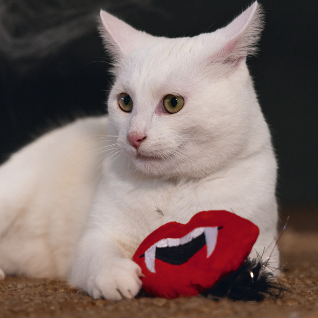 BEEZTEES Drácula con Pluma 20 cm para gatos
