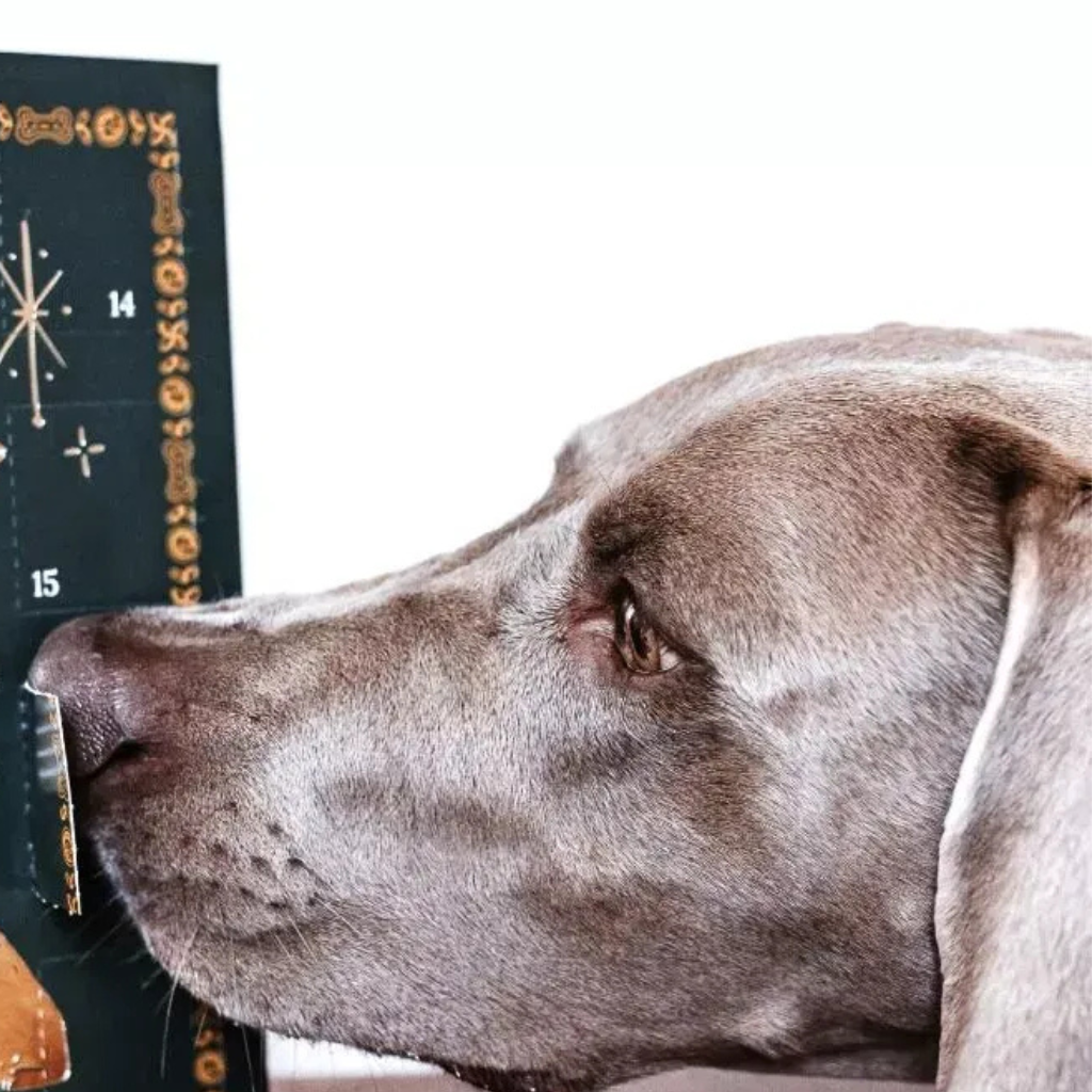 DOG´S LOVE Calendario de Adviento BIO