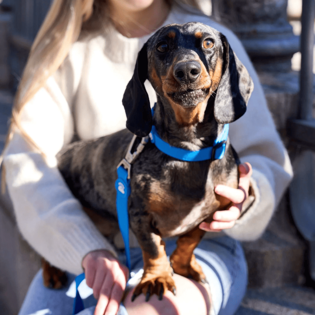 DUKIER Collar Blue M para perros