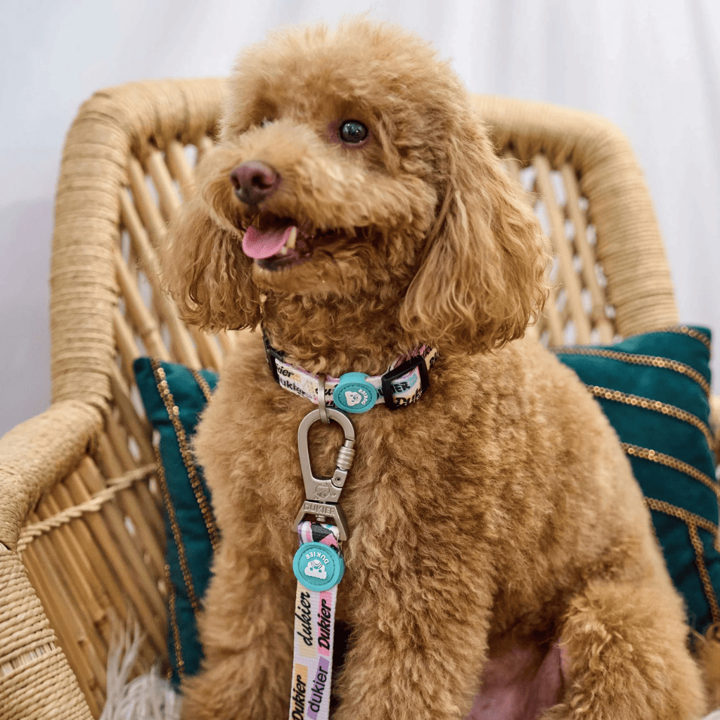 DUKIER Collar Cool School XS para perros
