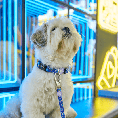 DUKIER Collar Dukigotchis L para perros