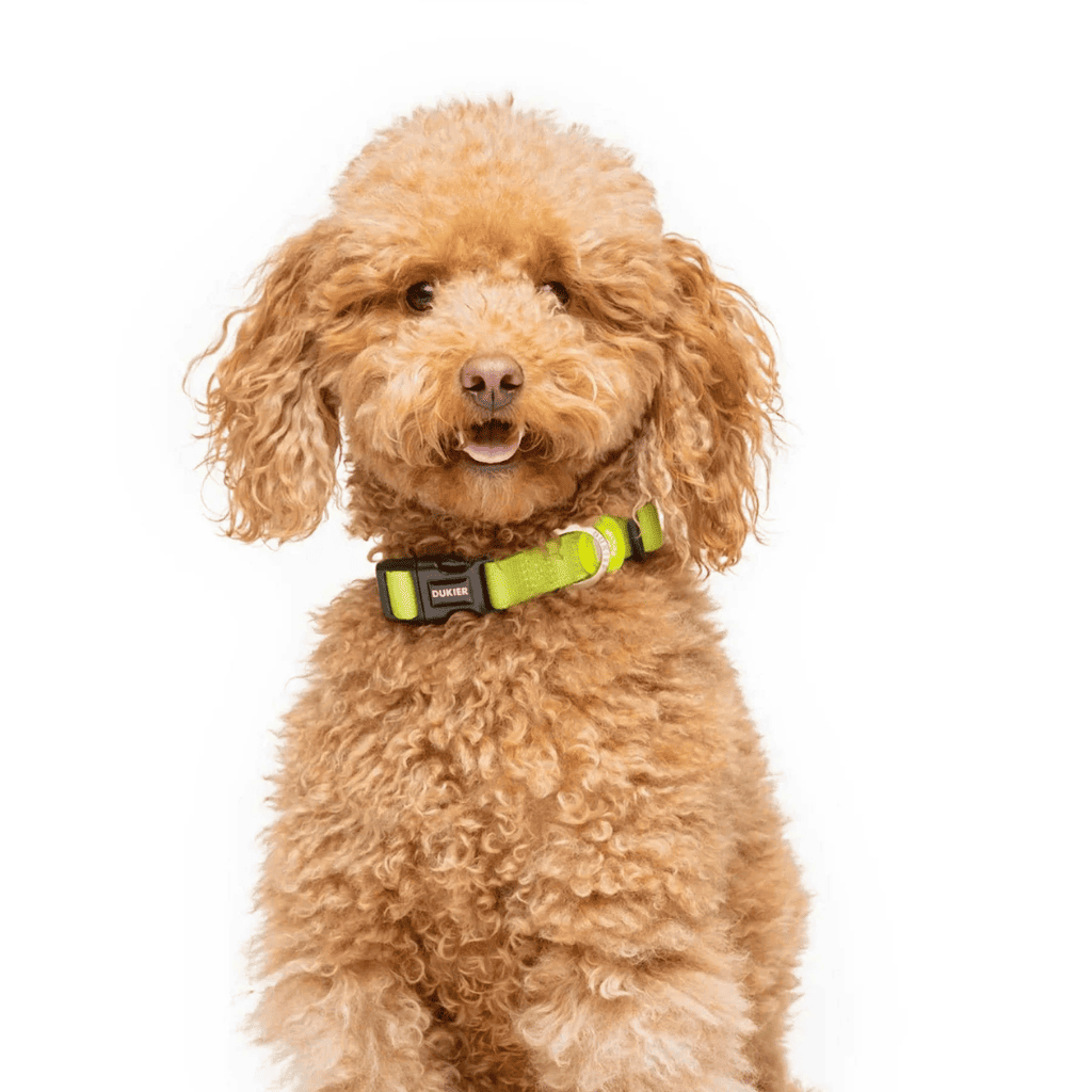 DUKIER Collar Lime M para perros
