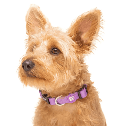 DUKIER Collar Purple S para perros