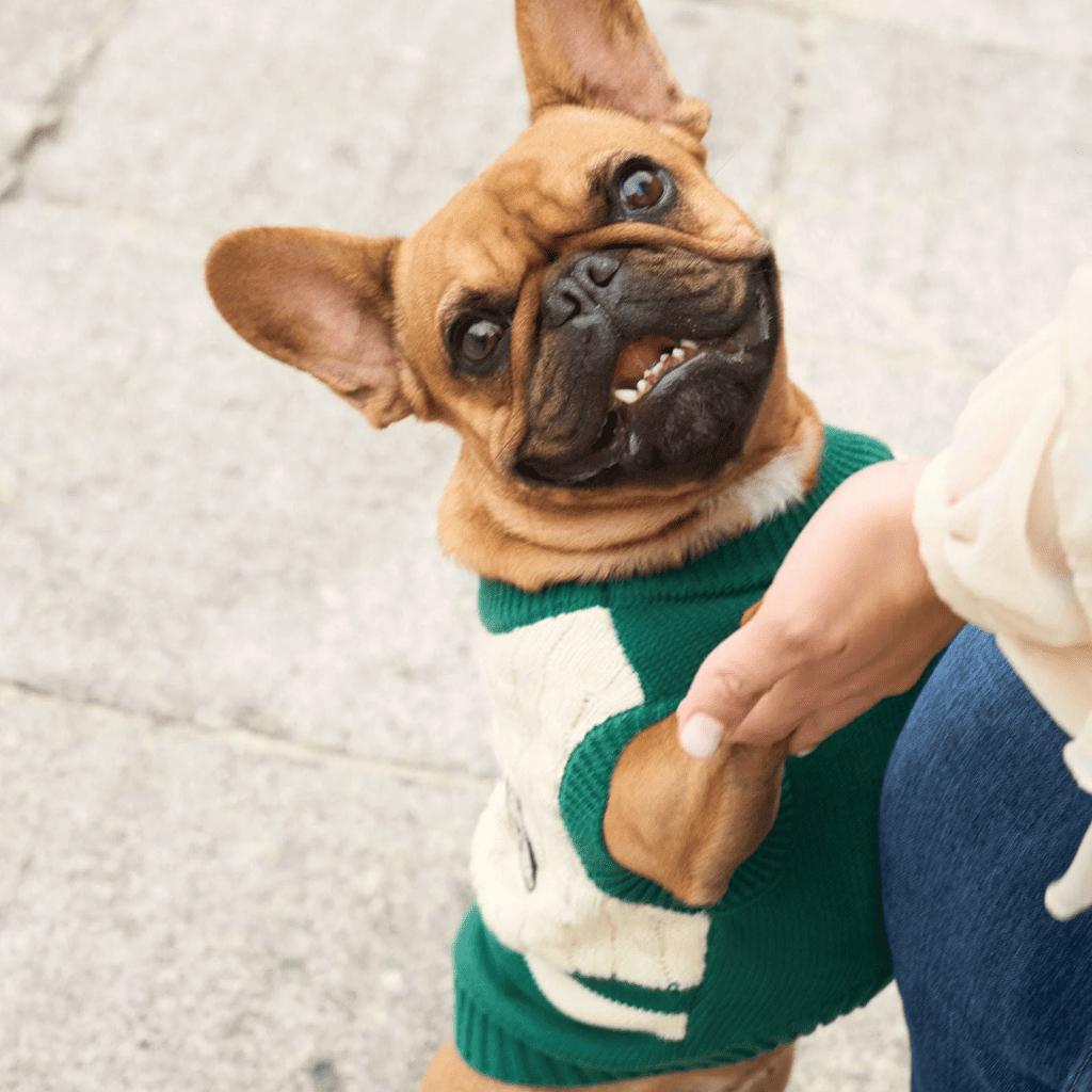 DUKIER Jersey Green para perros