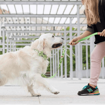 DUKIER Pajarita Avocado para perros