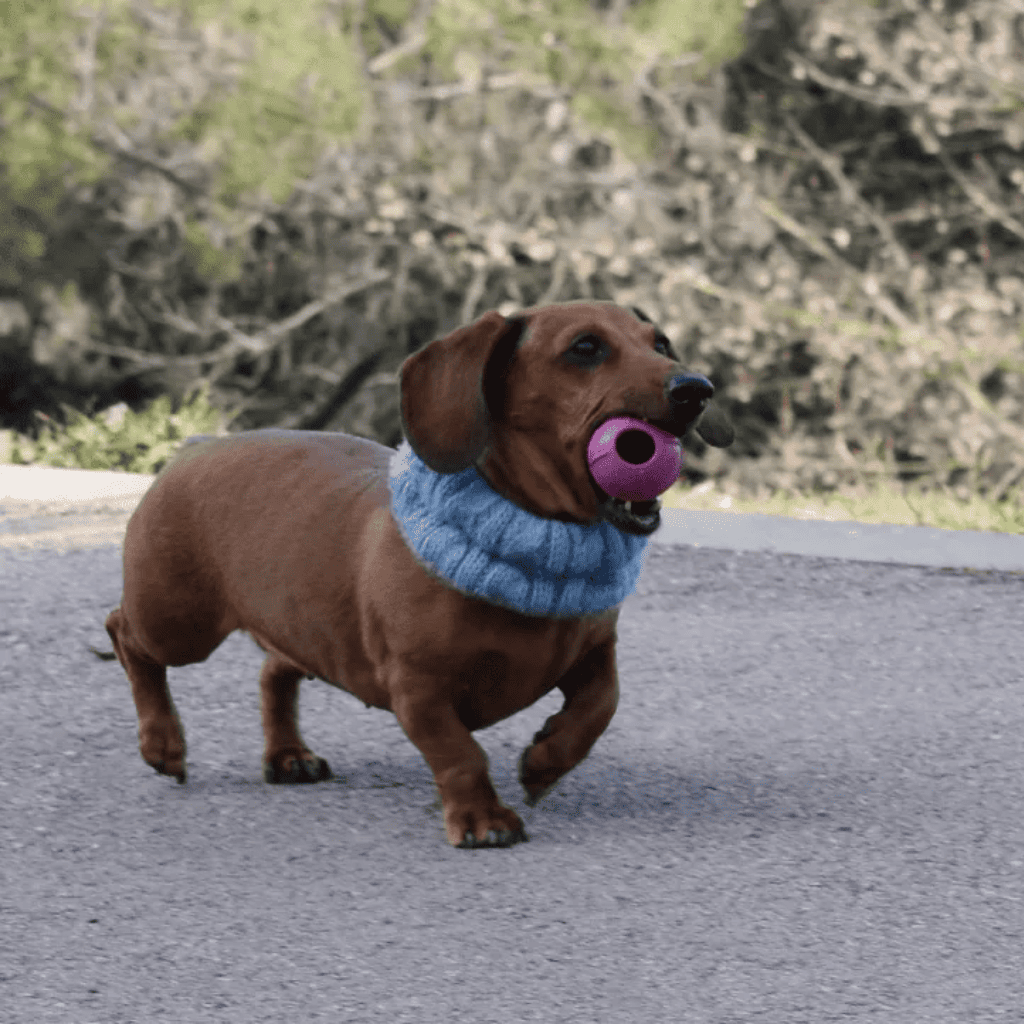 RUCAN DogBall Dureza Alta Caucho 100% Natural para perros