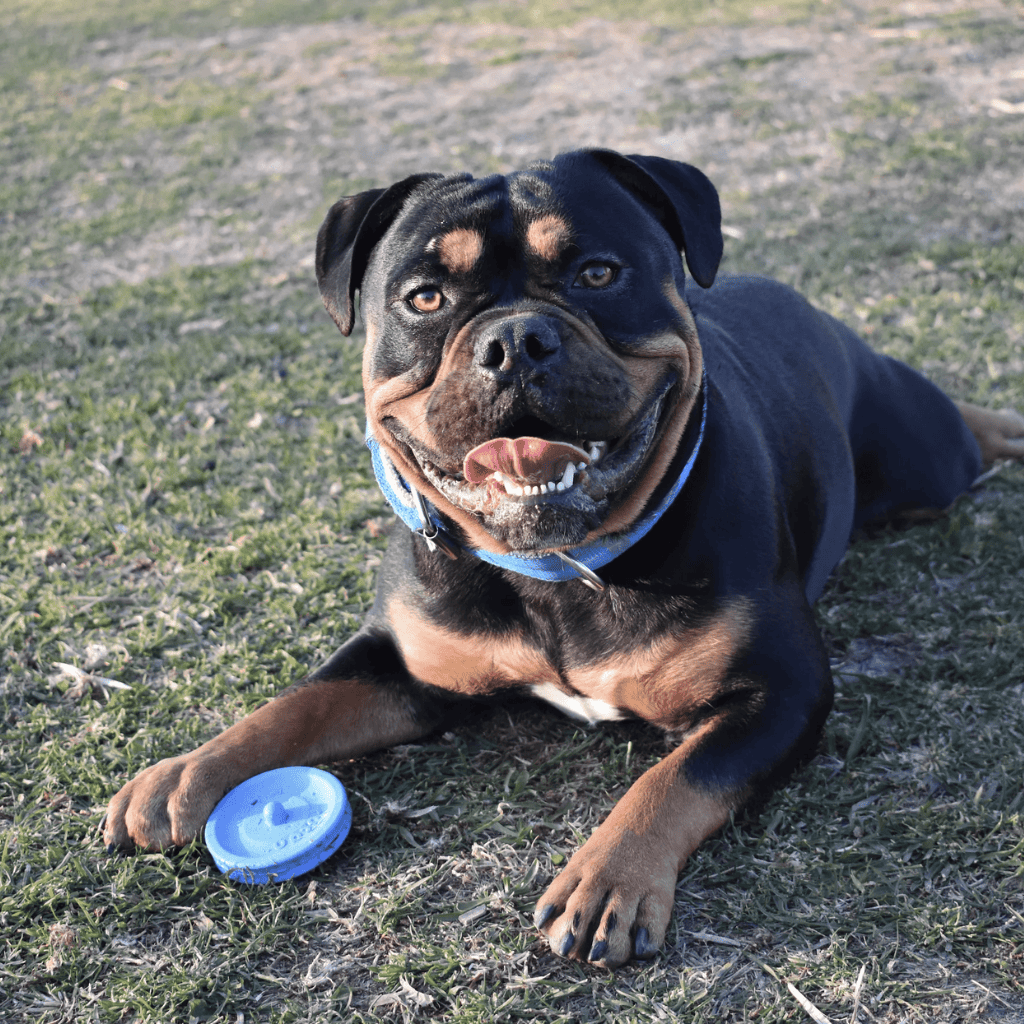 RUCAN Sky Rings Caucho 100% Natural para perros