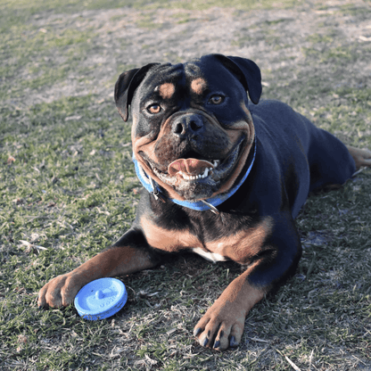 RUCAN Sky Rings Caucho 100% Natural para perros