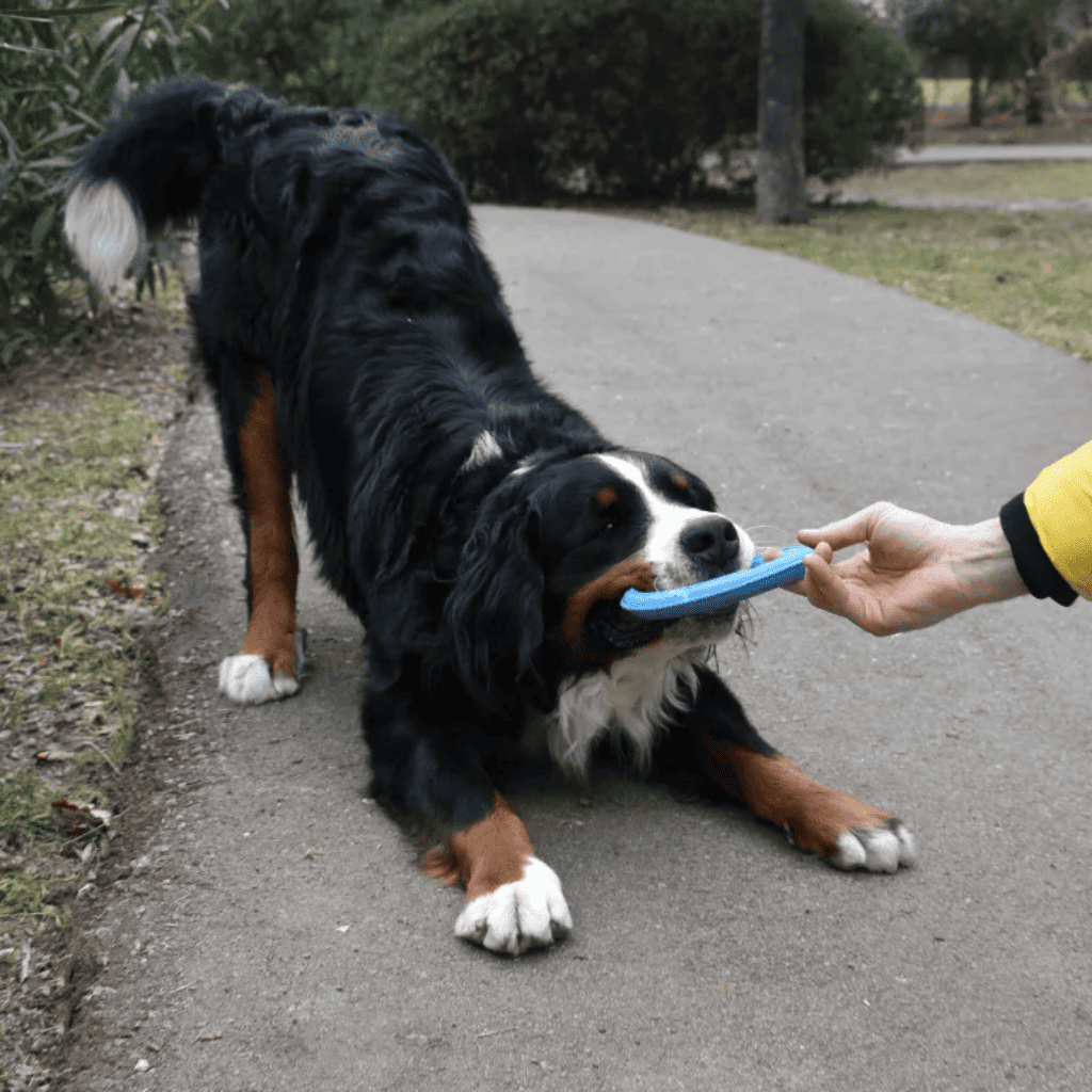 RUCAN Sky Rings Caucho 100% Natural para perros