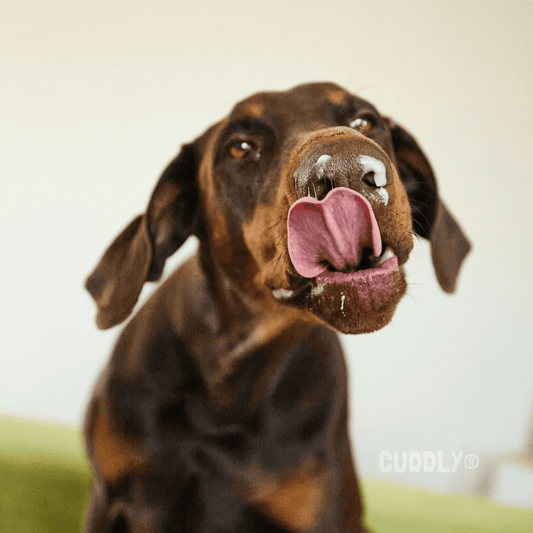 YowUp! Kefir Flora Pato y Calabaza 115 g para perros