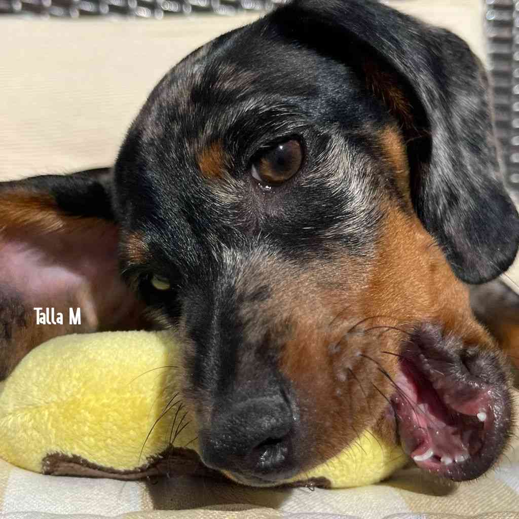 GLORIA Dognut peluche para perros