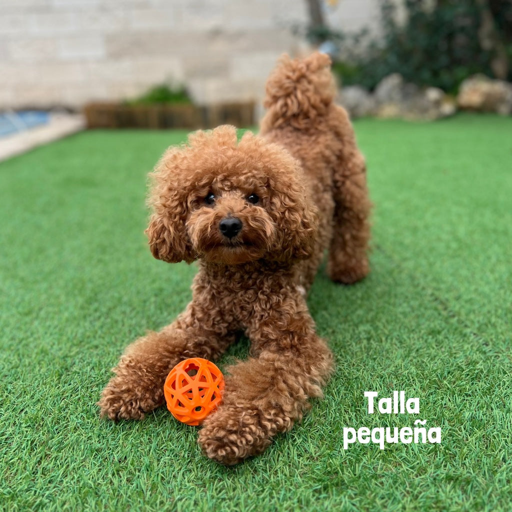 GLORIA AtomBall Pelota para Perro